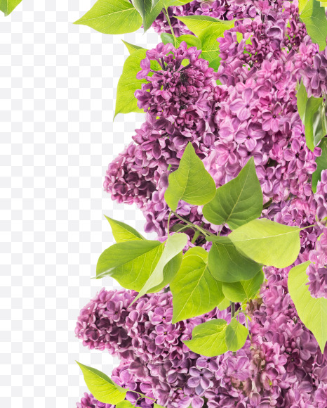 1 from Lilac in blossom alphabet on Yellow Images Creative Fonts - S81138