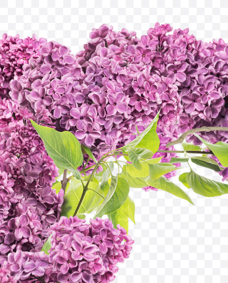 Letter D from Lilac in blossom alphabet on Yellow Images Creative Fonts - S81114