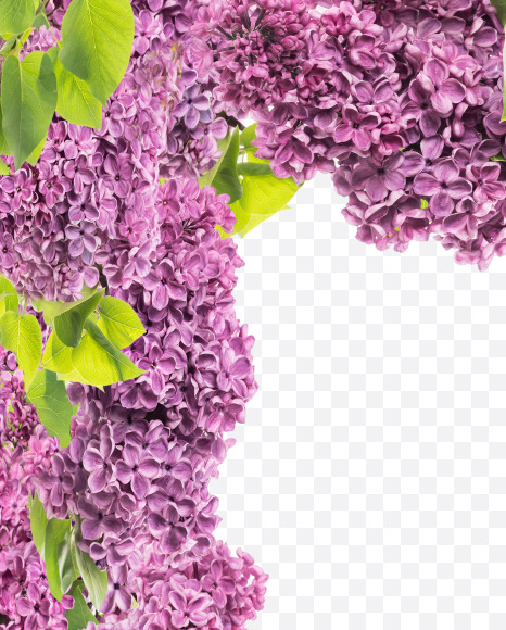 Letter T from Lilac in blossom alphabet on Yellow Images Creative Fonts - S81130