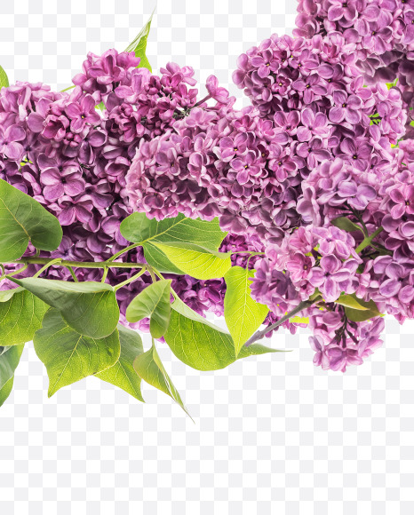 Letter J from Lilac in blossom alphabet on Yellow Images Creative Fonts - S81120