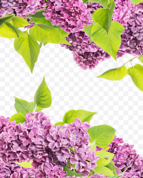 5 from Lilac in blossom alphabet on Yellow Images Creative Fonts - S81142