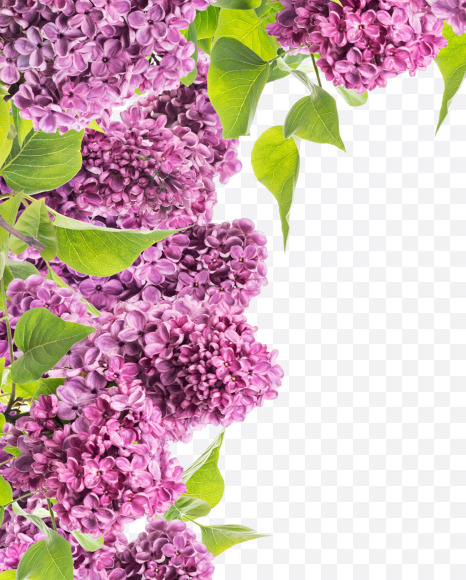 Letter Q from Lilac in blossom alphabet on Yellow Images Creative Fonts - S81127