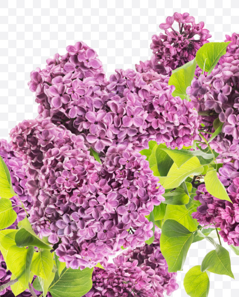 Letter C from Lilac in blossom alphabet on Yellow Images Creative Fonts - S81113