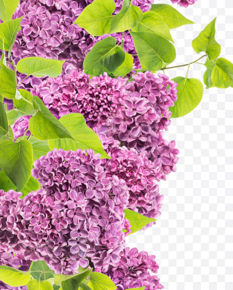 Letter L from Lilac in blossom alphabet on Yellow Images Creative Fonts - S81122