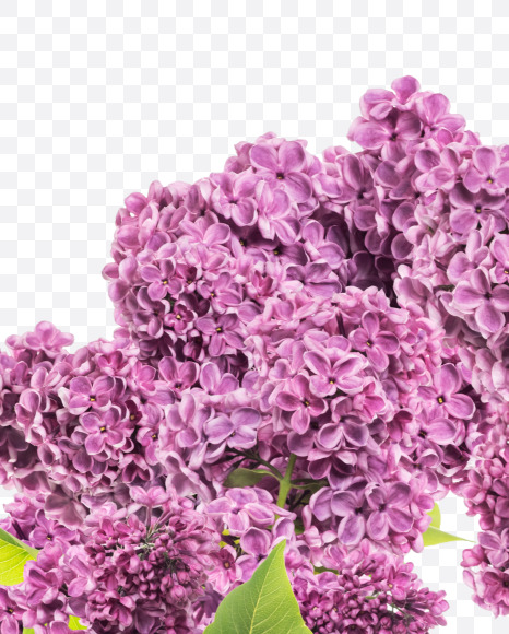 Letter A from Lilac in blossom alphabet on Yellow Images Creative Fonts - S81111