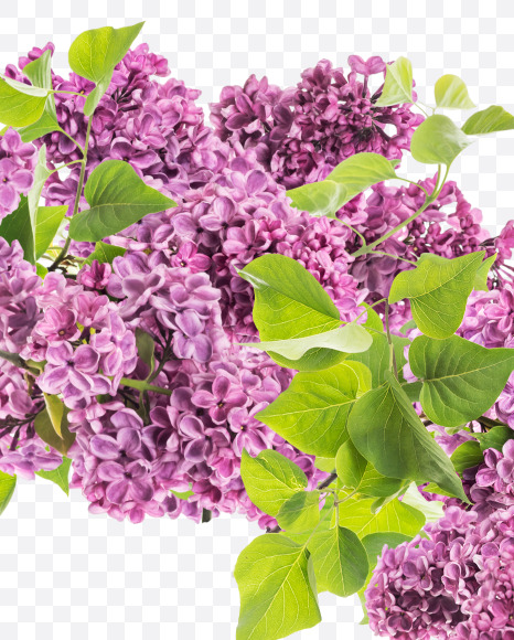 Letter O from Lilac in blossom alphabet on Yellow Images Creative Fonts - S81125