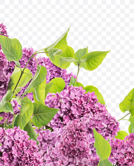 Letter N from Lilac in blossom alphabet on Yellow Images Creative Fonts - S81124