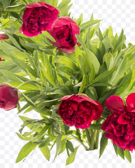 Letter G from Red Peony in Blossom alphabet on Yellow Images Creative Fonts - S81154