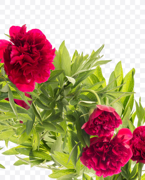 Letter A from Red Peony in Blossom alphabet on Yellow Images Creative Fonts - S81148