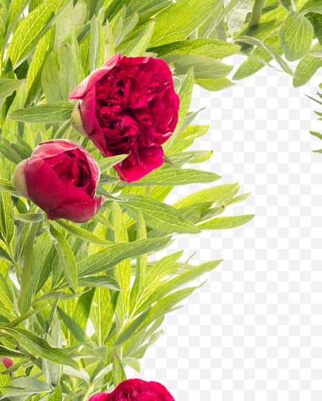 Letter M from Red Peony in Blossom alphabet on Yellow Images Creative Fonts - S81160