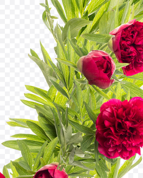 Letter W from Red Peony in Blossom alphabet on Yellow Images Creative Fonts - S81170