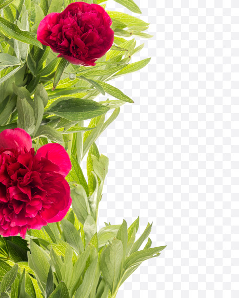 Letter Y from Red Peony in Blossom alphabet on Yellow Images Creative Fonts - S81172