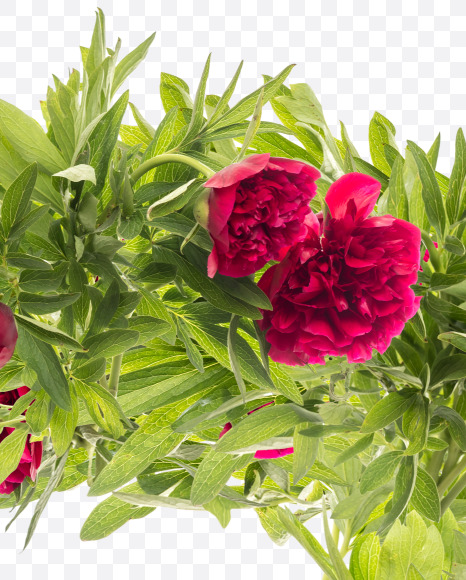 6 from Red Peony in Blossom alphabet on Yellow Images Creative Fonts - S81180