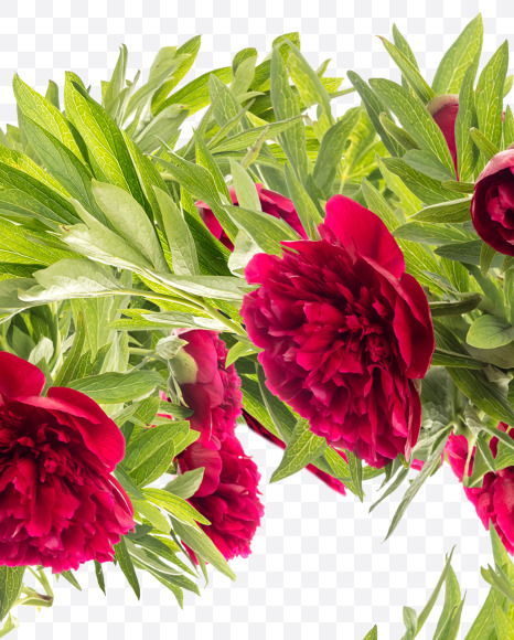 3 from Red Peony in Blossom alphabet on Yellow Images Creative Fonts - S81177