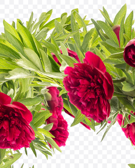 9 from Red Peony in Blossom alphabet on Yellow Images Creative Fonts - S81183