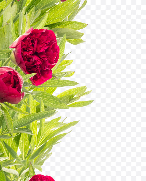 Letter I from Red Peony in Blossom alphabet on Yellow Images Creative Fonts - S81156