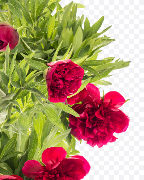 5 from Red Peony in Blossom alphabet on Yellow Images Creative Fonts - S81179