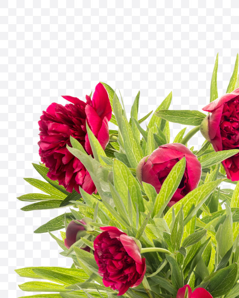 4 from Red Peony in Blossom alphabet on Yellow Images Creative Fonts - S81178