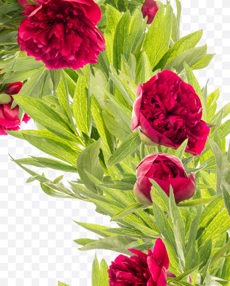 Letter X from Red Peony in Blossom alphabet on Yellow Images Creative Fonts - S81171