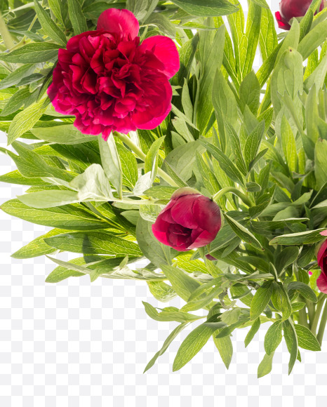 Letter C from Red Peony in Blossom alphabet on Yellow Images Creative Fonts - S81150