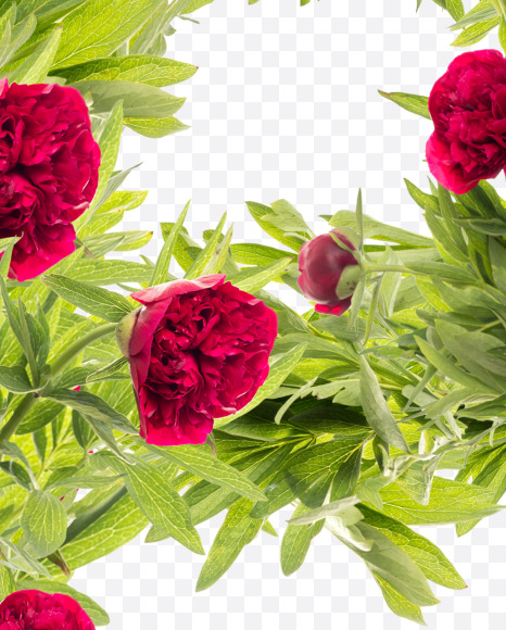 Letter P from Red Peony in Blossom alphabet on Yellow Images Creative Fonts - S81163