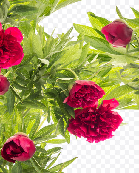 Letter B from Red Peony in Blossom alphabet on Yellow Images Creative Fonts - S81149