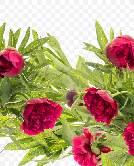 Letter T from Red Peony in Blossom alphabet on Yellow Images Creative Fonts - S81167