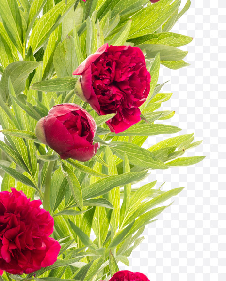 1 from Red Peony in Blossom alphabet on Yellow Images Creative Fonts - S81175