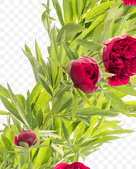 Letter V from Red Peony in Blossom alphabet on Yellow Images Creative Fonts - S81169