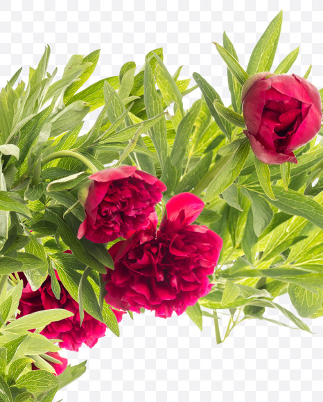 Letter E from Red Peony in Blossom alphabet on Yellow Images Creative Fonts - S81152