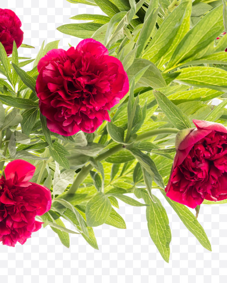 Letter O from Red Peony in Blossom alphabet on Yellow Images Creative Fonts - S81162