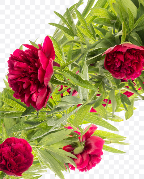 2 from Red Peony in Blossom alphabet on Yellow Images Creative Fonts - S81176