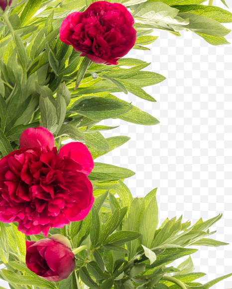 Letter K from Red Peony in Blossom alphabet on Yellow Images Creative Fonts - S81158