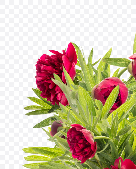 Letter H from Red Peony in Blossom alphabet on Yellow Images Creative Fonts - S81155