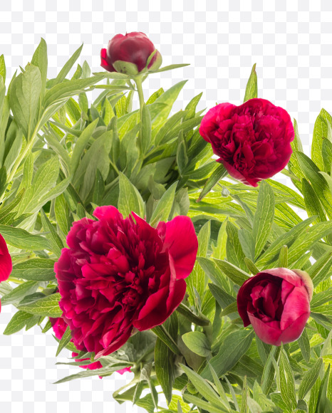 0 from Red Peony in Blossom alphabet on Yellow Images Creative Fonts - S81174