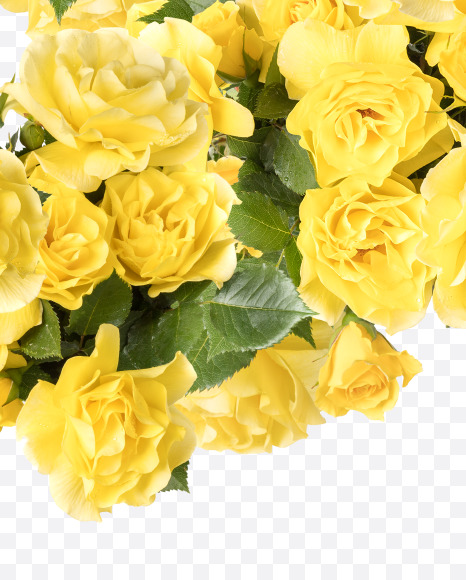 Letter G from Yellow roses alphabet on Yellow Images Creative Fonts - S81191