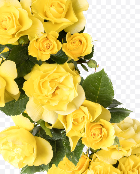 Letter Y from Yellow roses alphabet on Yellow Images Creative Fonts - S81209
