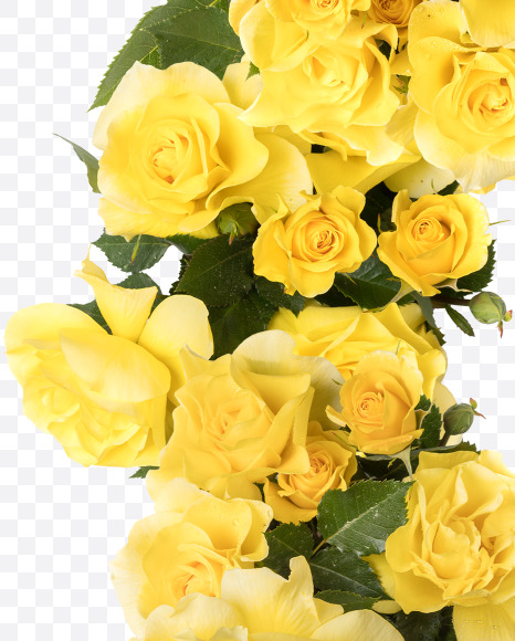 Letter C from Yellow roses alphabet on Yellow Images Creative Fonts - S81187