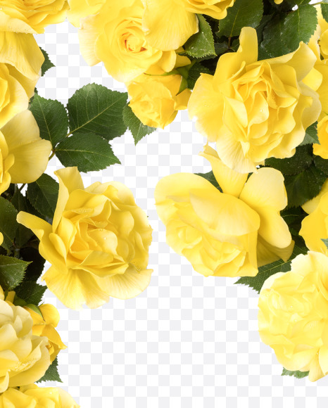 Letter N from Yellow roses alphabet on Yellow Images Creative Fonts - S81198