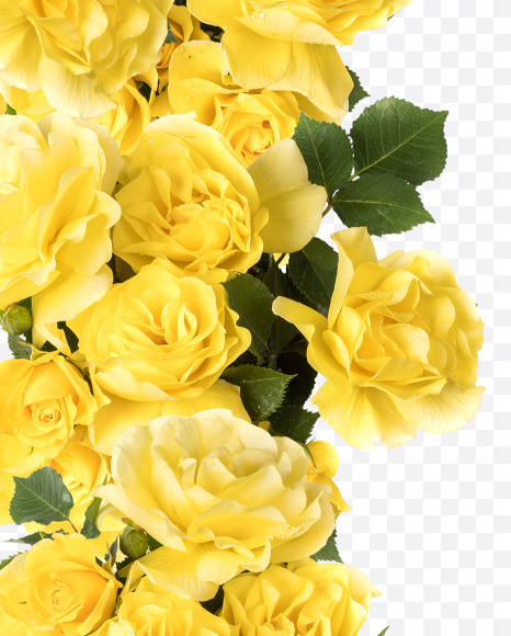 Letter M from Yellow roses alphabet on Yellow Images Creative Fonts - S81197