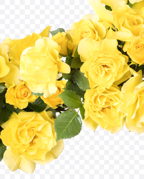 Letter U from Yellow roses alphabet on Yellow Images Creative Fonts - S81205