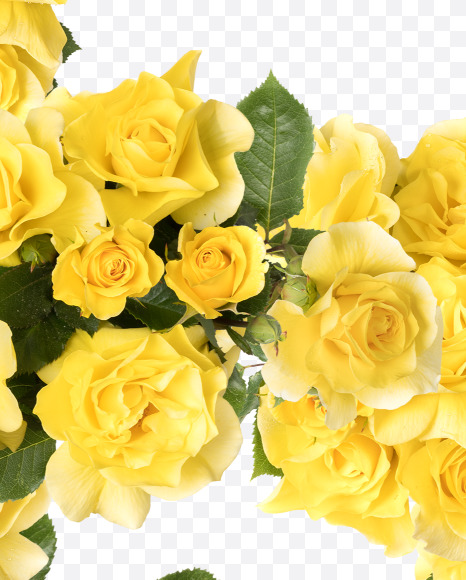 6 from Yellow roses alphabet on Yellow Images Creative Fonts - S81217