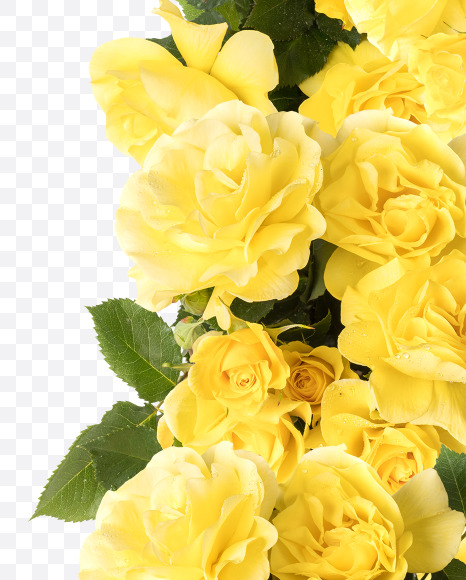 Letter P from Yellow roses alphabet on Yellow Images Creative Fonts - S81200