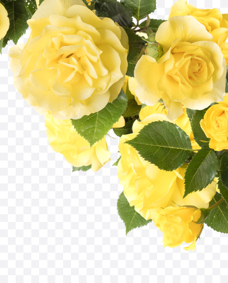 Letter K from Yellow roses alphabet on Yellow Images Creative Fonts - S81195