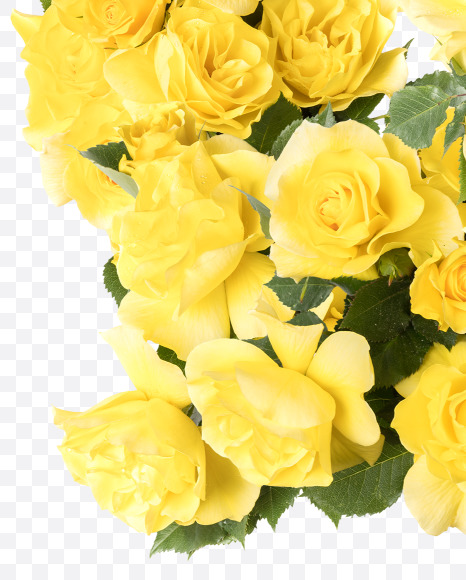 Letter W from Yellow roses alphabet on Yellow Images Creative Fonts - S81207