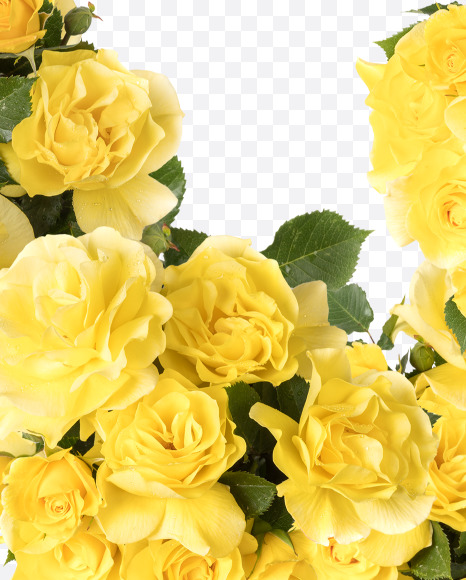 Letter Q from Yellow roses alphabet on Yellow Images Creative Fonts - S81201