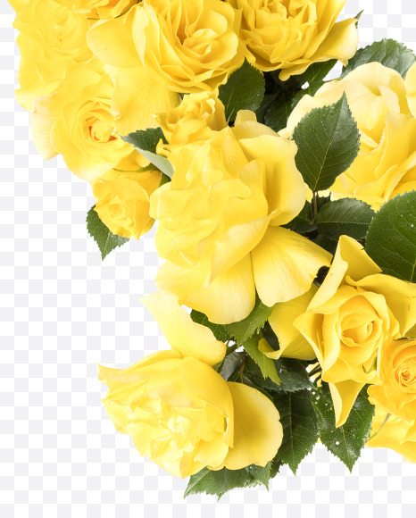 Letter V from Yellow roses alphabet on Yellow Images Creative Fonts - S81206