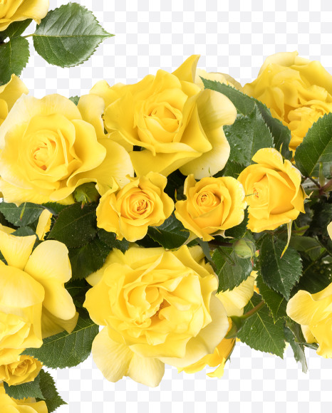 Letter F from Yellow roses alphabet on Yellow Images Creative Fonts - S81190