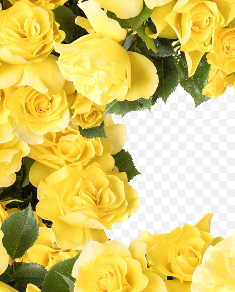 Letter E from Yellow roses alphabet on Yellow Images Creative Fonts - S81189