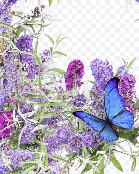 Letter F from Buddleia flowers alphabet on Yellow Images Creative Fonts - S81384